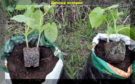 Выращивание огурцов в мешках: секреты раннего урожая