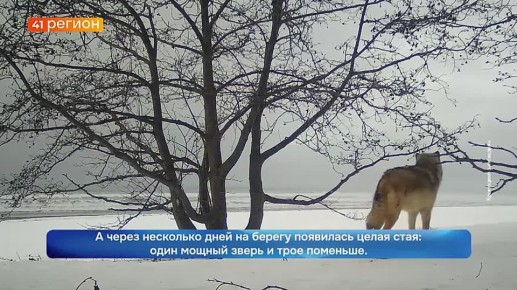 Кроноцком заповеднике волки вышли на фотосессию