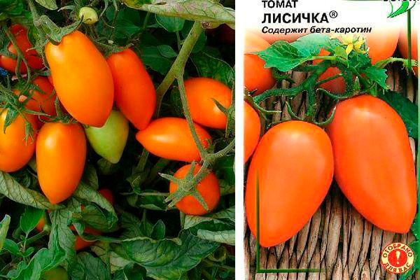 Пристрастие к помидорам: как вырастить томаты сорта Лисичка