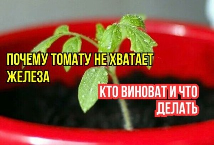 Томатам не хватает железа: что стоит знать и почему хелаты не всегда нужны