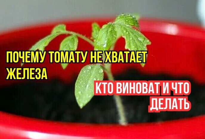 Томатам не хватает железа: что стоит знать и почему хелаты не всегда нужны
