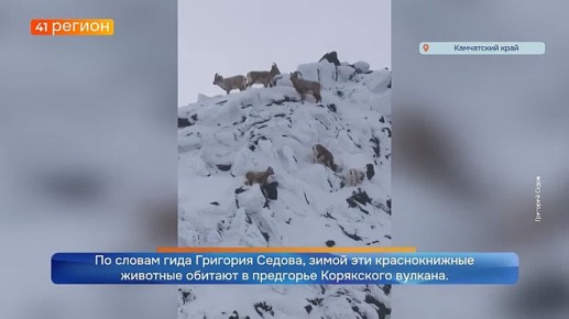 Снежных баранов встретили туристы на экструзии Верблюд на Авачинском перевале