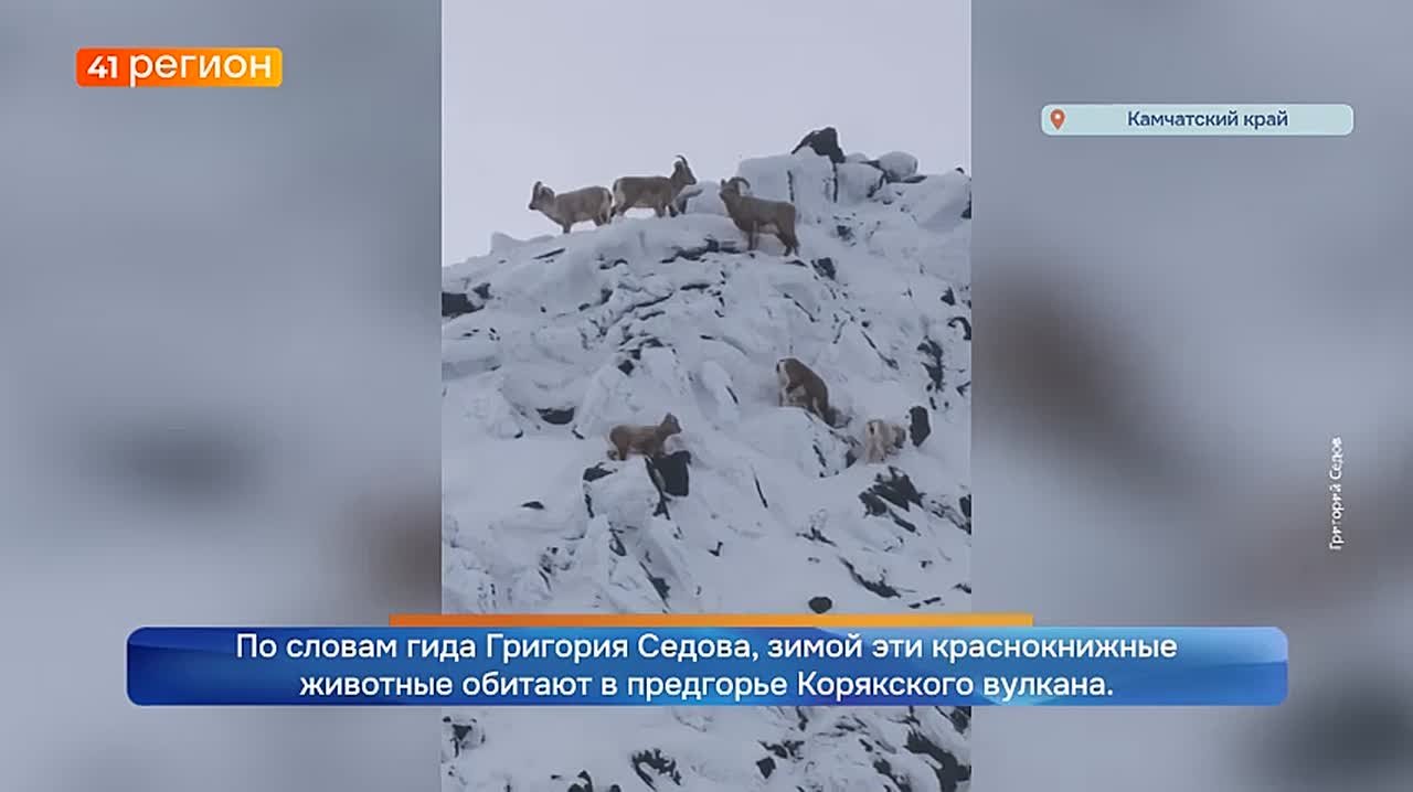 Снежных баранов встретили туристы на экструзии Верблюд на Авачинском перевале