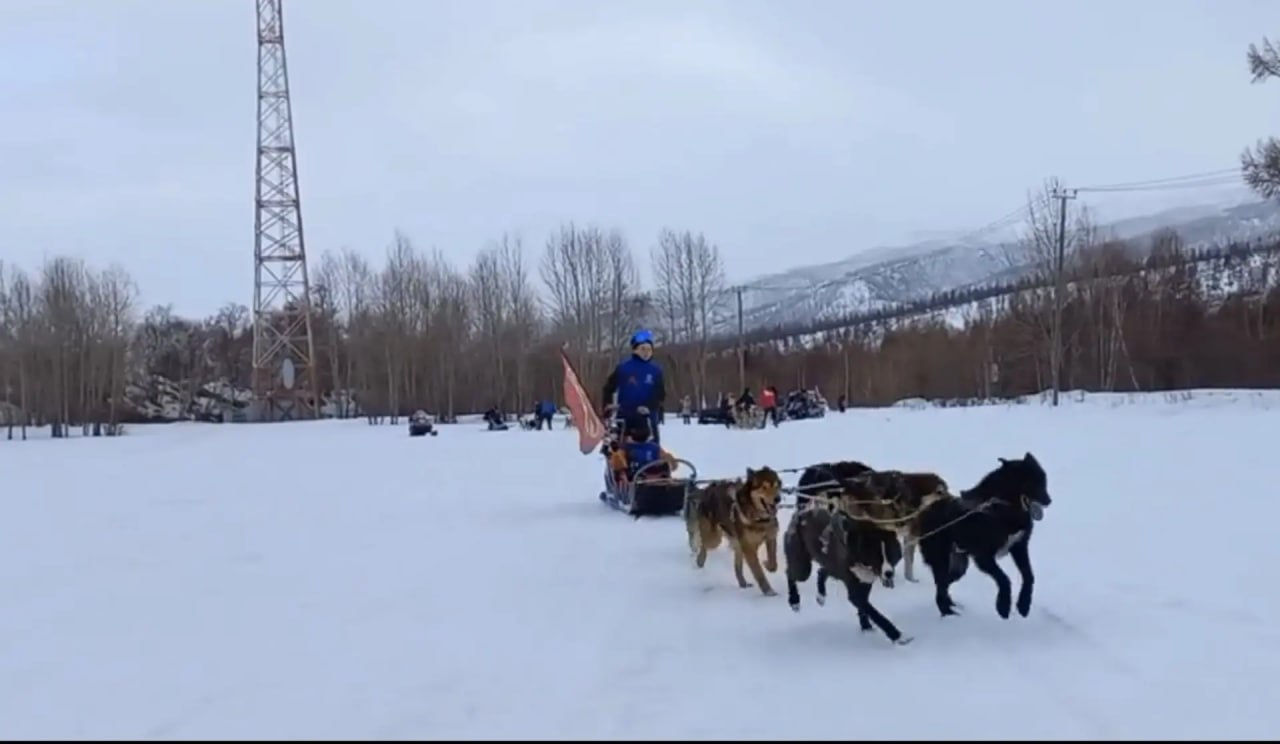 В Быстринском природном парке завершилась детская патриотическая экспедиция на собачьих упряжках «Zов сердец» В Быстринском природном парке завершилась детская патриотическая экспедиция на собачьих упряжках «Zов сердец»