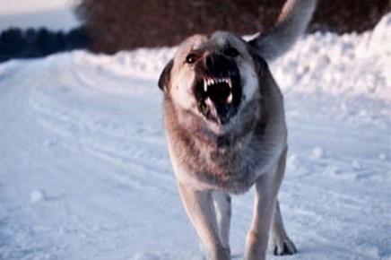 Прокуратура подала иск в защиту подростка, пострадавшего от собаки