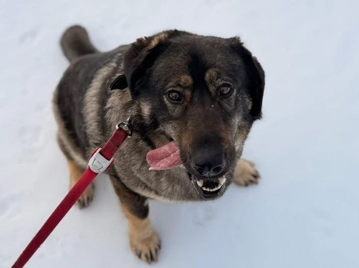 Приюту для собак на Камчатке требуется ремонт крыши и сухие дрова Приюту для собак на Камчатке требуется ремонт крыши и сухие дрова