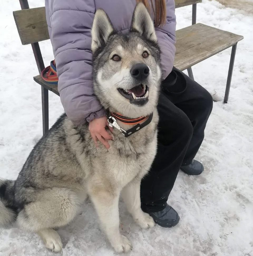 Приюту для собак на Камчатке требуется ремонт крыши и сухие дрова Приюту для собак на Камчатке требуется ремонт крыши и сухие дрова