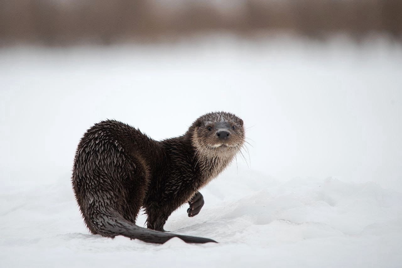 Лось устроил себе фотосессию в Кроноцком заповеднике Лось устроил себе фотосессию в Кроноцком заповеднике