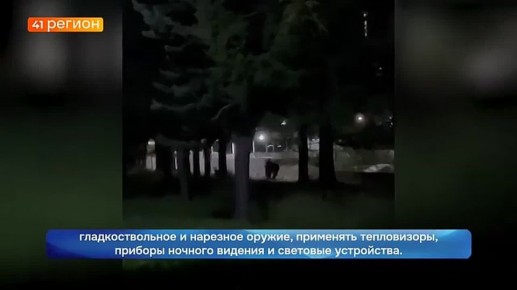 Регулированием численности бурых медведей займутся на Камчатке в апреле