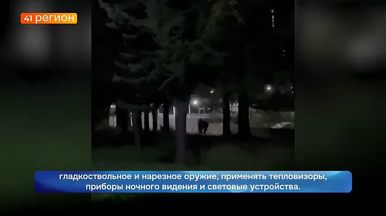 Регулированием численности бурых медведей займутся на Камчатке в апреле