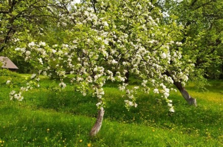 Причины опадения цветков и завязей у яблонь: что нужно знать