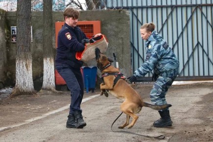 ПРОФЕССИЯ – ЗАЩИЩАТЬ. . Патриотическое мероприятие для школьников провели в Елизове полицейские и кинологи Сотрудники ОМВД России по Елизовскому району организовали познавательную экскурсию для учащихся Елизовской средней...