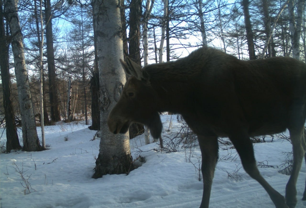 Лось устроил себе фотосессию в Кроноцком заповеднике