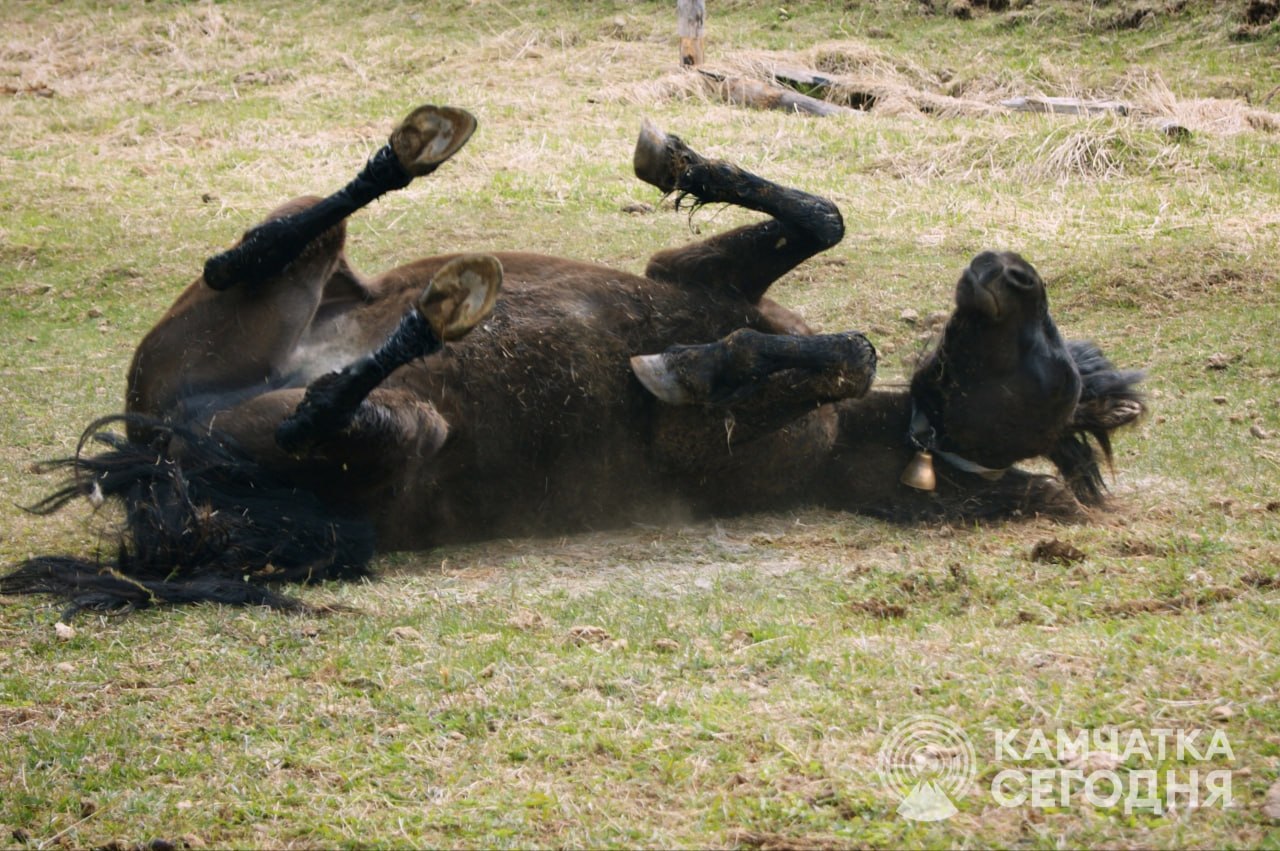 С 1 апреля!. День, когда фраза «у тебя вся спина белая» звучит чаще, чем «доброе утро», а к любым новостям стоит относиться с двойным подозрением