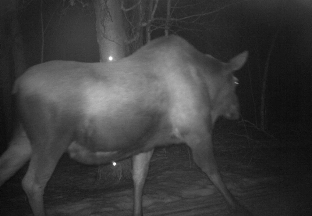 Лось устроил себе фотосессию в Кроноцком заповеднике Лось устроил себе фотосессию в Кроноцком заповеднике
