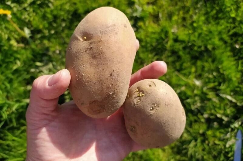 Апрельские хлопоты: как подготовить картофель к посадке