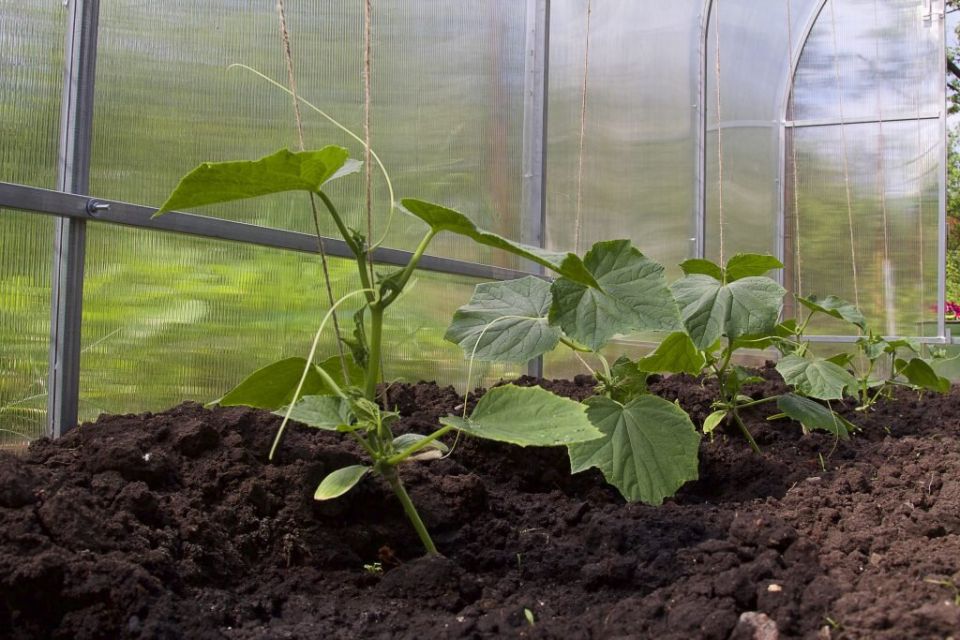 ����� ������ �� ������� ������� �� Kitano Seeds: ������������ ����������