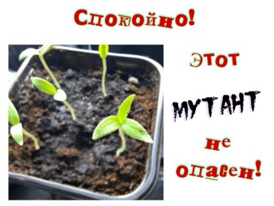 ����� ������ ������������ � �����������: ������ �������� � �� �������