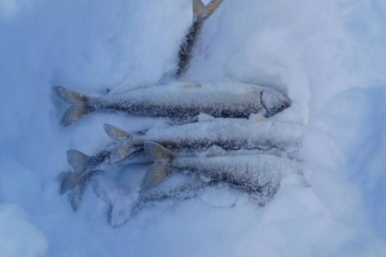 ����� ������� � ����� �������