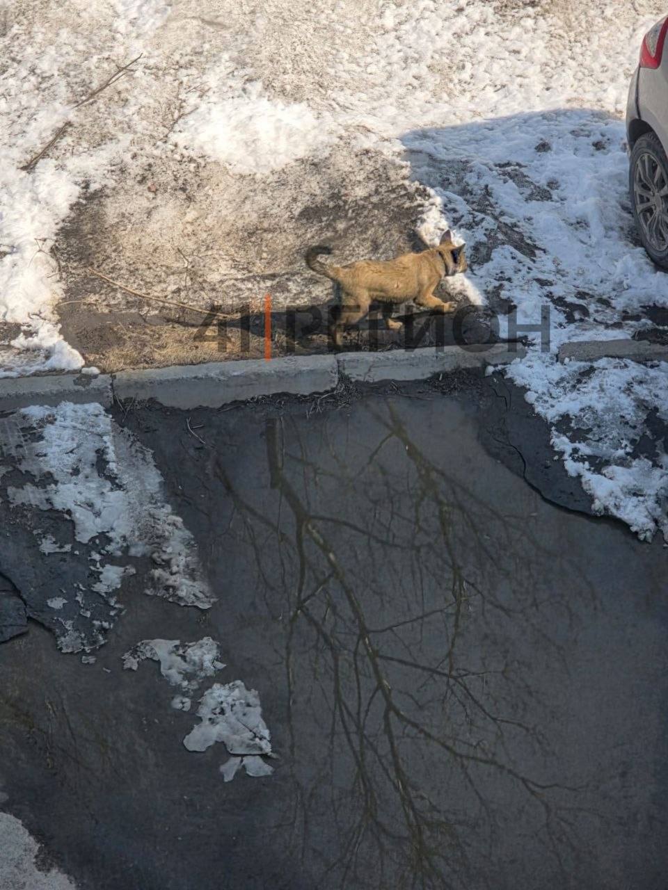 Привезла и выкинула собаку Привезла и выкинула собаку