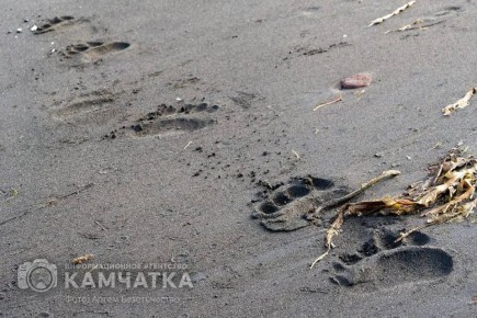 В Пенжинском районе и Тигильском округе разрешили отстрел медведей