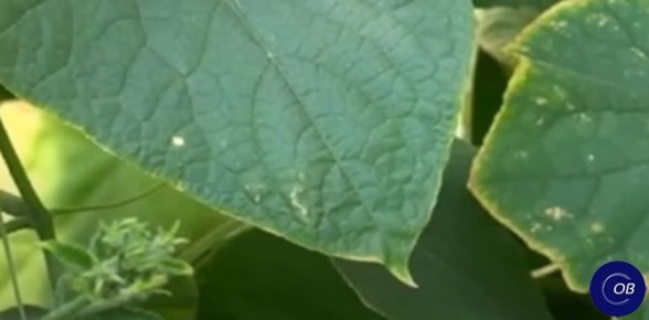 ������� �������� ������� ������� � ���� ��� �� ��������