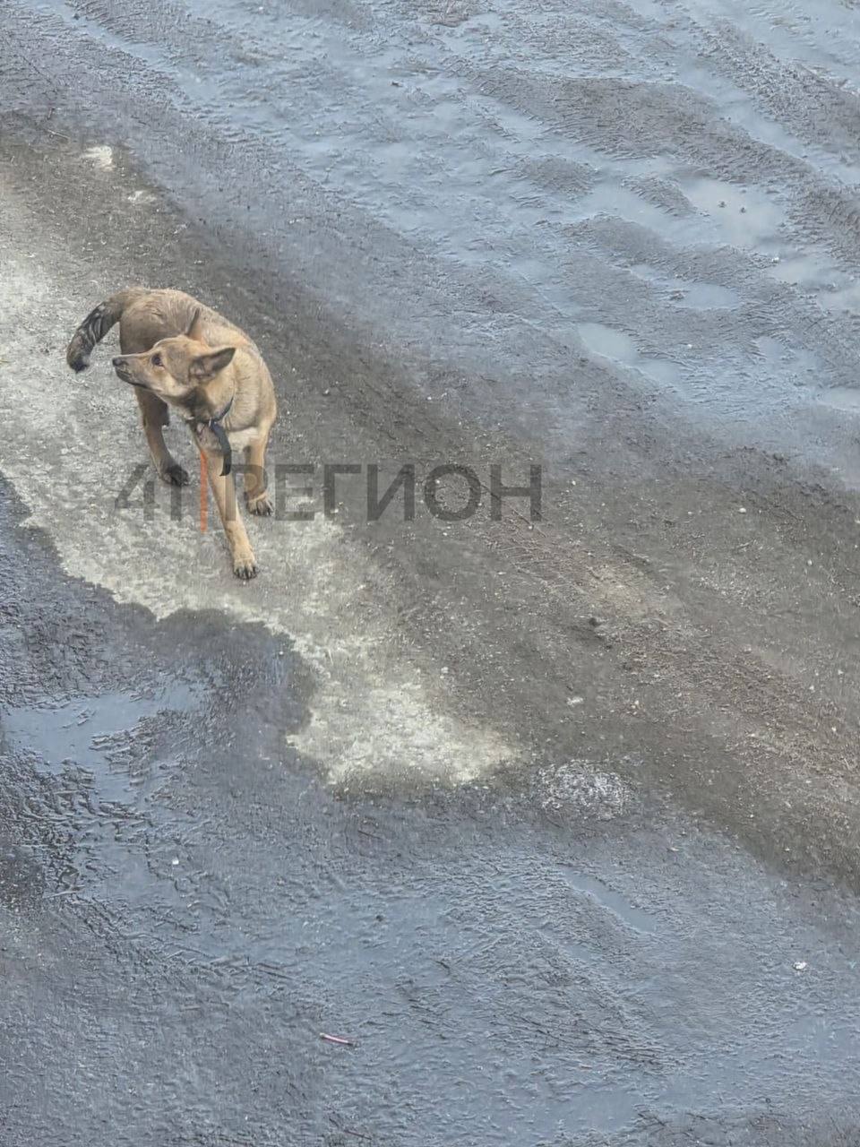 Привезла и выкинула собаку Привезла и выкинула собаку