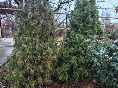 ������ ������������ ��������� �� �������: ����������� ������