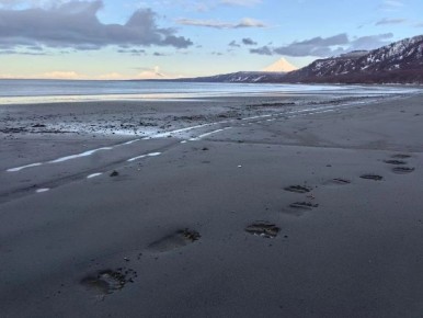 В Кроноцком заповеднике, в бухте Ольга, инспектор Дмитрий Балакирев заметил проснувшегося медведя