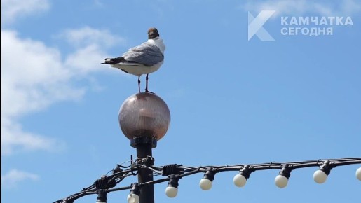 Проснулись, встрепенулись и быстренько попорхали покорять этот день!