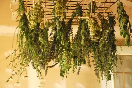 Естественные способы борьбы с варикозом: травы на страже ваших вен