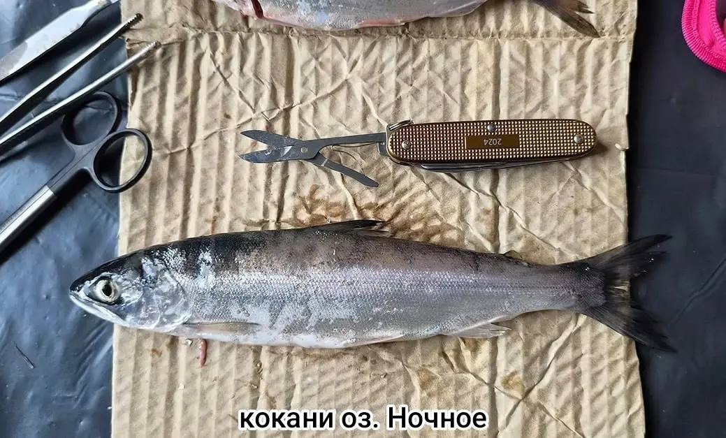Учёные нашли уникальных рыб у Ичинского вулкана на Камчатке Учёные нашли уникальных рыб у Ичинского вулкана на Камчатке