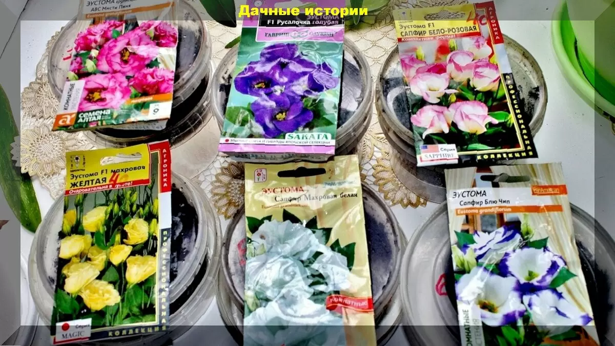 Пошаговое руководство по выращиванию эустомы: советы для любителей цветоводства