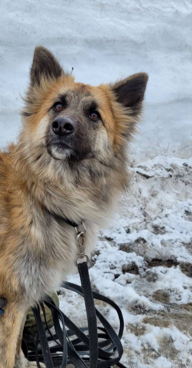 В Петропавловске семья взяла щенка из приюта и выбросила на улицу В Петропавловске семья взяла щенка из приюта и выбросила на улицу