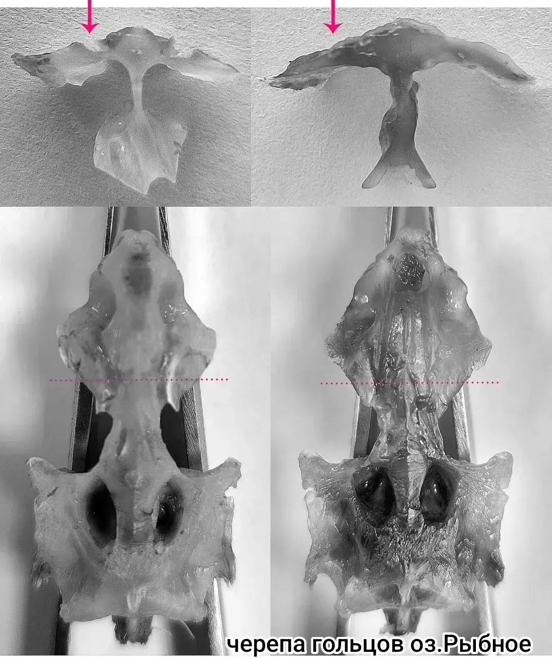 Учёные нашли уникальных рыб у Ичинского вулкана на Камчатке Учёные нашли уникальных рыб у Ичинского вулкана на Камчатке