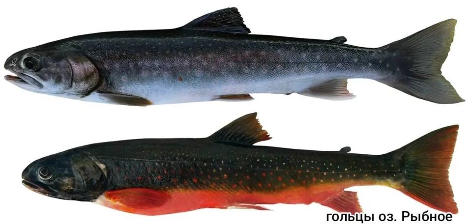 ������ ����� ���������� ��� � ��������� ������� �� ��������