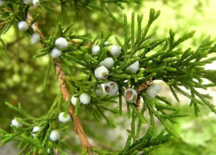 Размножение туи: простые шаги к успеху