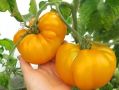 Томат Золотой кошелек: солнечные плоды для ваших салатов и заготовок