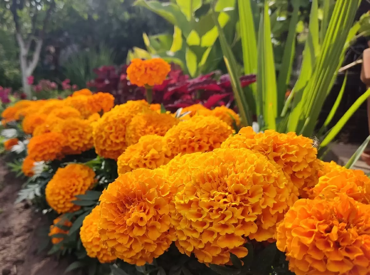 Почему бархатцы окажутся в центре вашего огорода в этом сезоне