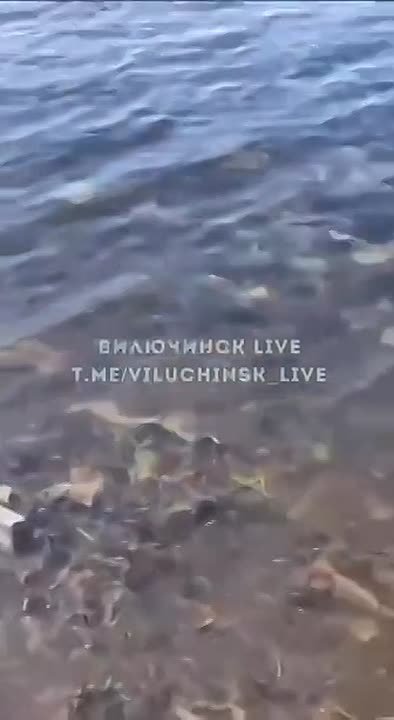 Деньги в трубу?. Житель Вилючинска снял на видео, как в бухту Крашенинникова попадают неочищенные канализационные стоки