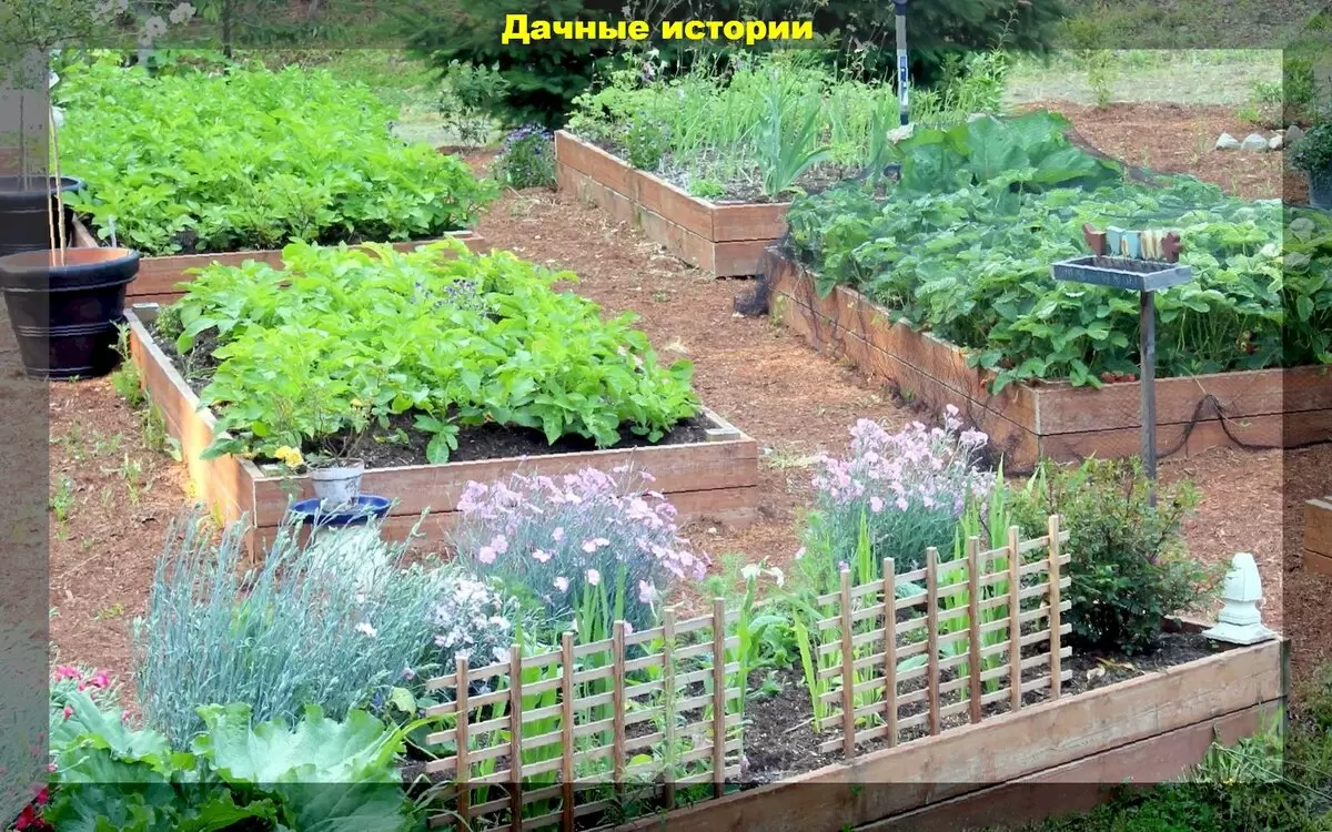 Эффективные народные методы для подкормки и защиты растений в саду