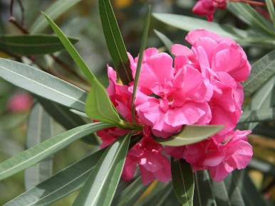 ������� ��������� ��������: ����� �� ��� ����� ������� �������� �� �������