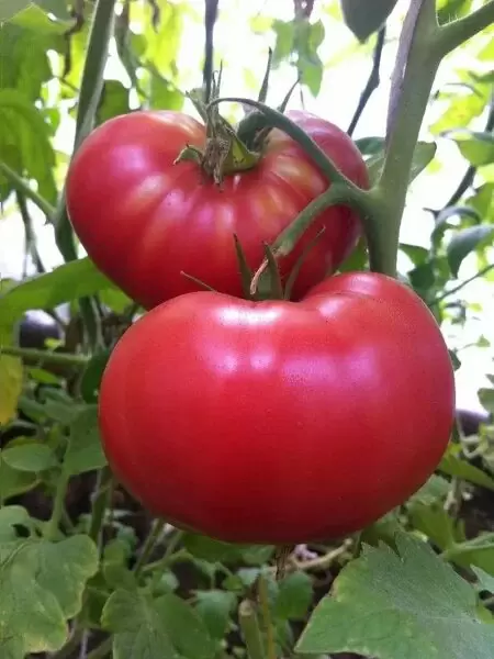 Большой розовый МакКлинток: томат для истинных гурманов