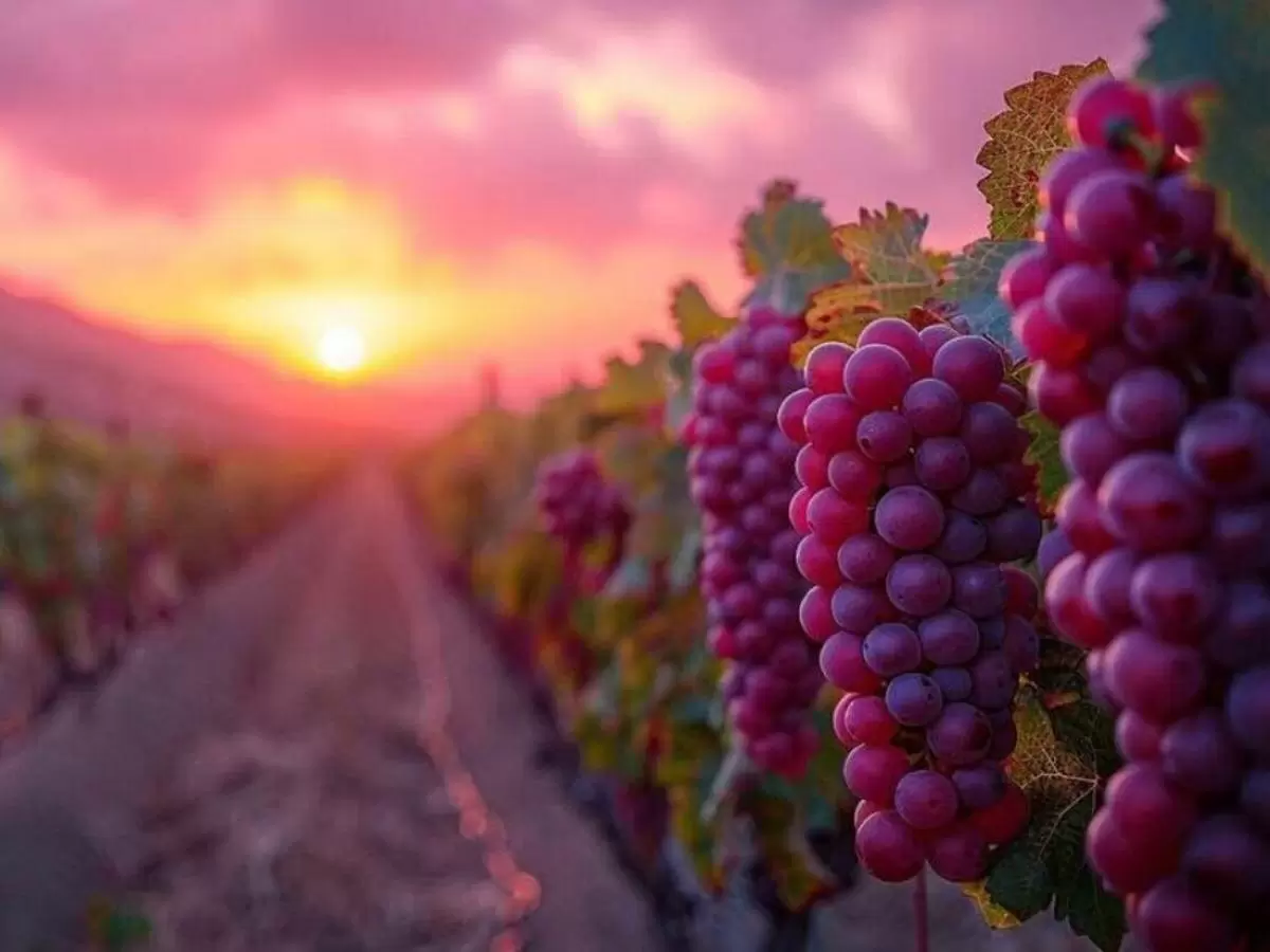 Способы увеличения сахаристости винограда