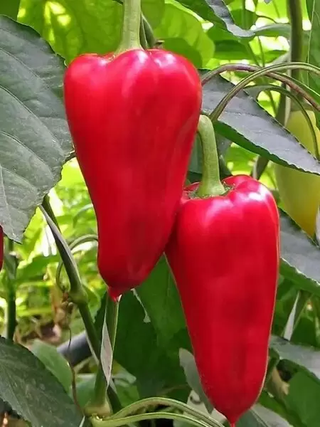 Перец Подарок лета: универсальный выбор для вашего огорода