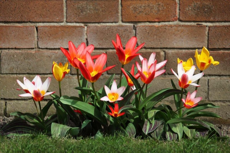 ������� blooming tulips: ��� ���������� ����� ����� ������