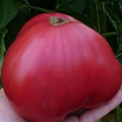 ��������� ������ �������: ��� ��������� ��������� ������ ��� ������� � �����