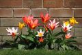Секреты blooming tulips: как обеспечить яркие цветы весной