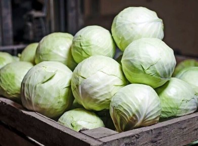 Как выбрать лучшую капусту для засолки: 4 идеальных сорта