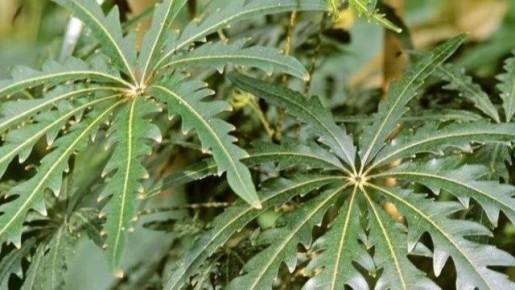 ���� ������� ��������� ��������, ������� ����� ���������� �������� ����������